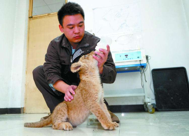 石家庄动物园里的“超级奶爸”
