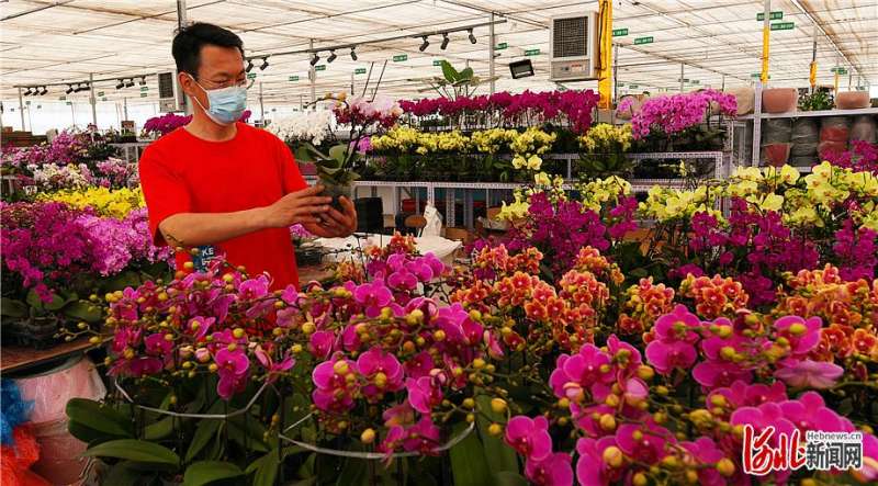 永清县承接北京多家花卉市场疏解形成花卉种植产业聚集区