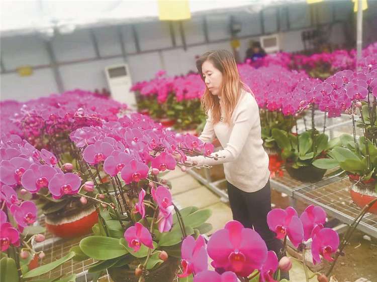 廊坊：新春鲜花绽放“美丽经济”