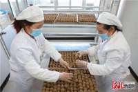 河北迁西：“多栗包”生产助农增收