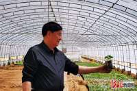 永清栽下“华林桐” 花开南北凤凰来