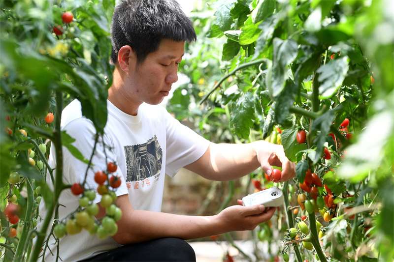 河北饶阳：新鲜果蔬供京津