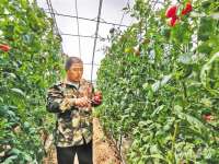 山海关区忠伟蔬菜专业合作社绿色种植技术富了菜农