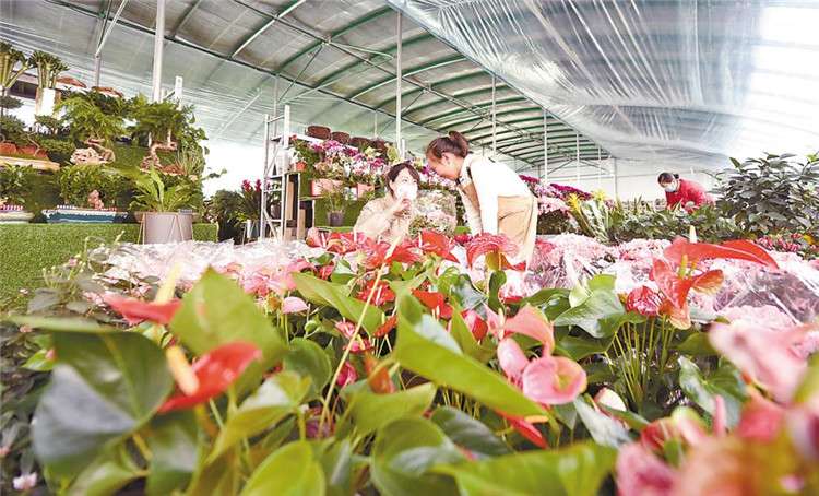 文安：鲜花俏销迎新春