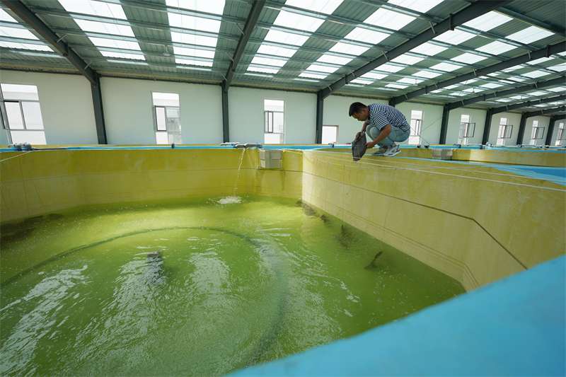 河北沙河：特色水产养殖铺就致富路