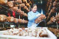 河北内丘农民冬闲种植食用菌增收