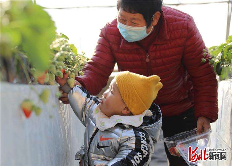 固安县通过多种农旅结合模式发展现代农业