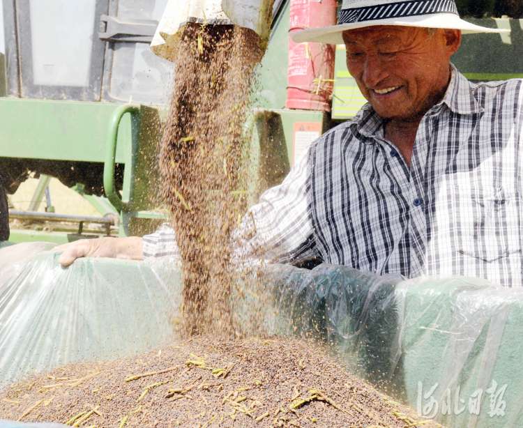 河北广平： 油菜迎来收获季