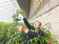 秦皇岛抚宁：不愁销路的“超级蔬菜棚”