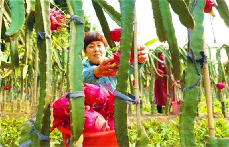 河北新河南果北种助农增收