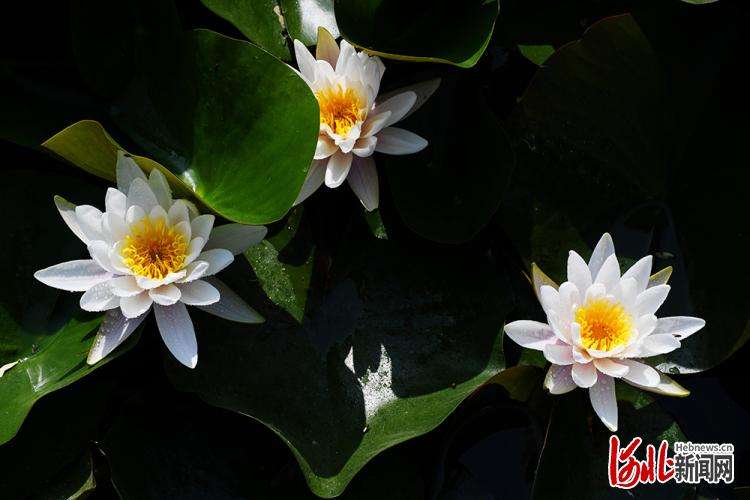 按图索冀丨好运“莲莲”！官水库睡莲美