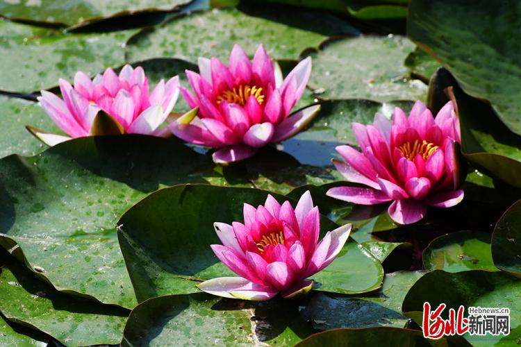 按图索冀丨好运“莲莲”！官水库睡莲美