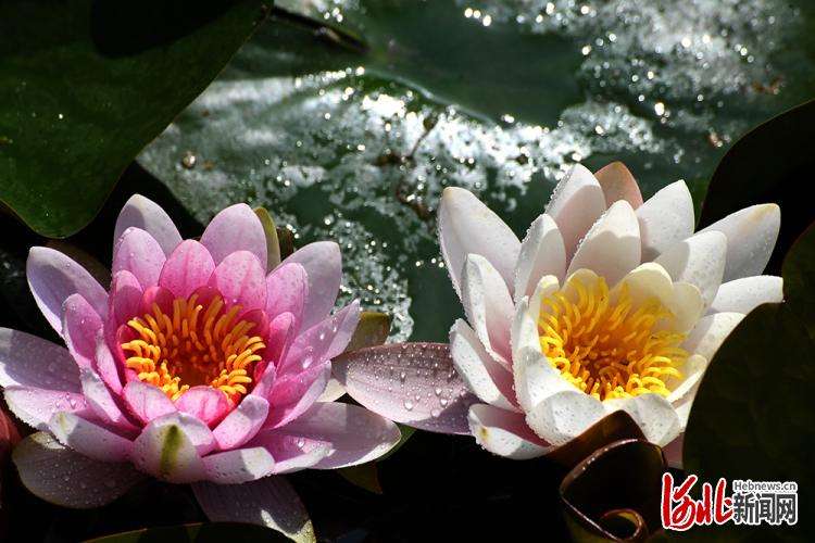 按图索冀丨好运“莲莲”！官水库睡莲美