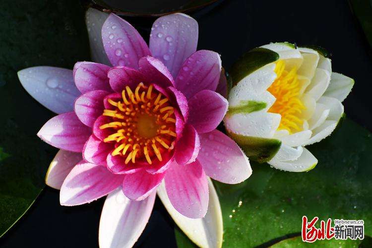 按图索冀丨好运“莲莲”！官水库睡莲美