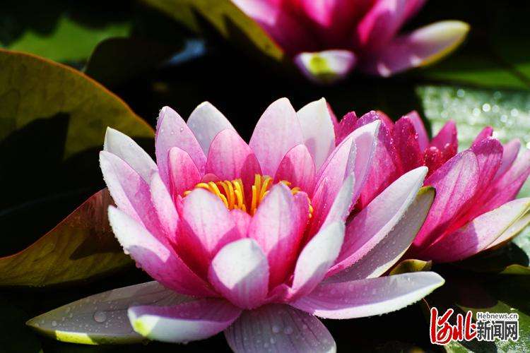 按图索冀丨好运“莲莲”！官水库睡莲美