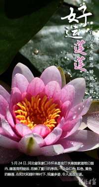 按图索冀丨好运“莲莲”！官水库睡莲美