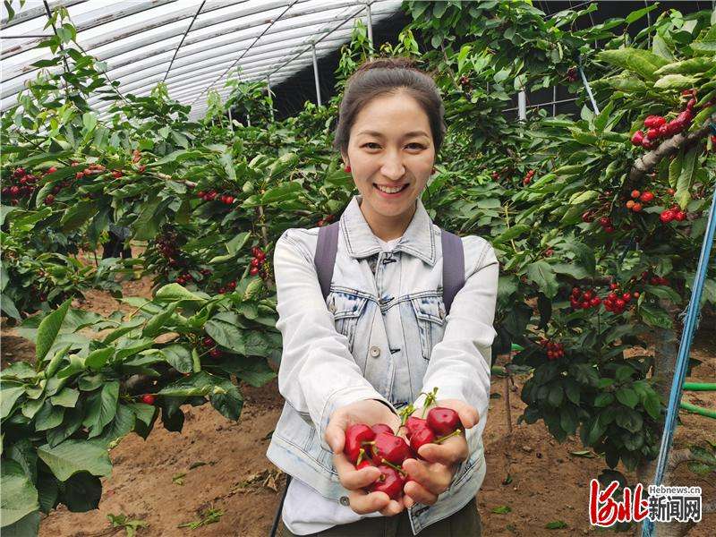 栽下樱桃树  结出“致富果”  河北隆化县北铺子村欢“樱”您来摘樱桃！