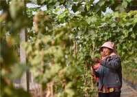 河北威县：葡萄种植拓宽增收路