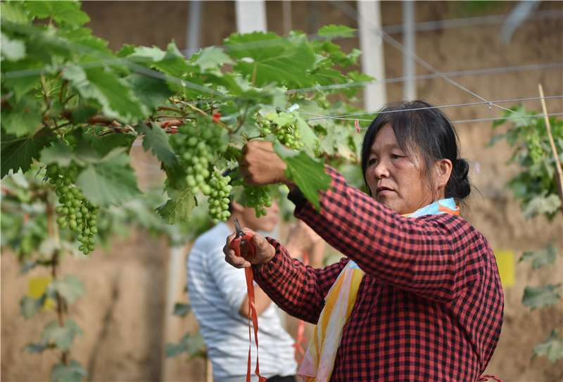 河北威县：葡萄种植拓宽增收路