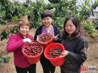 栽下樱桃树  结出“致富果”  河北隆化县北铺子村欢“樱”您来摘樱桃！