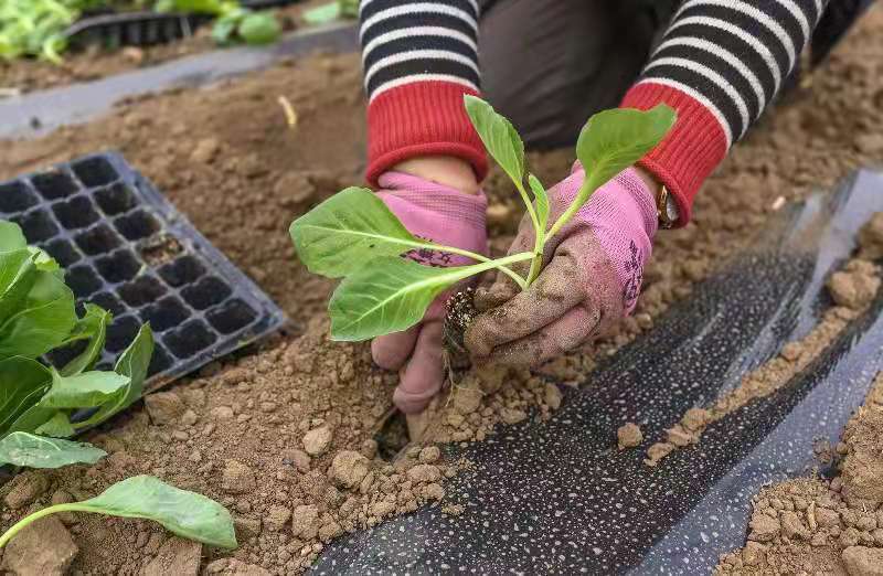不负好时光 张家口万全区田间农作忙