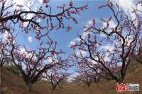 河北张家口：桃花盛开香满园
