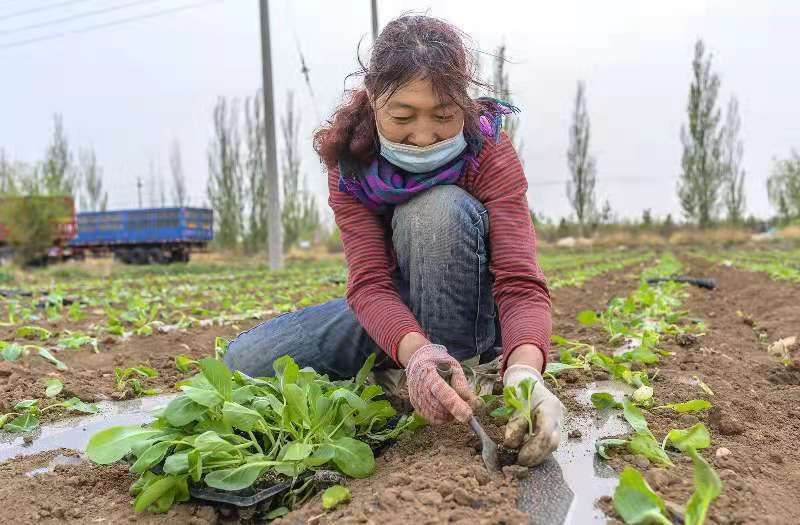 不负好时光 张家口万全区田间农作忙