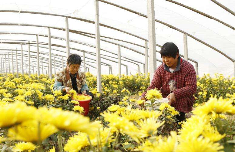 河北新河：菊花铺就致富路