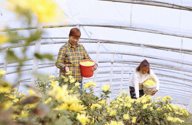 河北新河：菊花铺就致富路