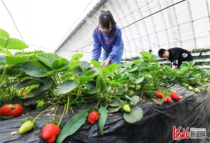 河北怀来：农旅融合奔小康