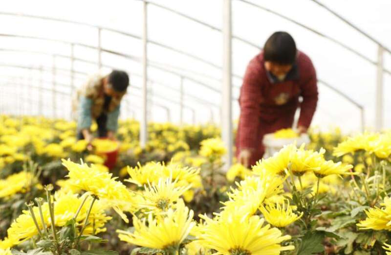 河北新河：菊花铺就致富路