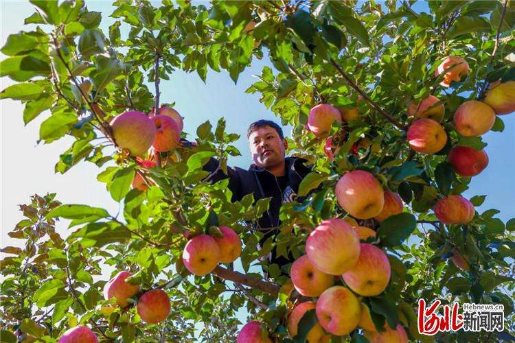 河北迁西：采收苹果
