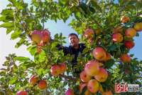 河北迁西：采收苹果