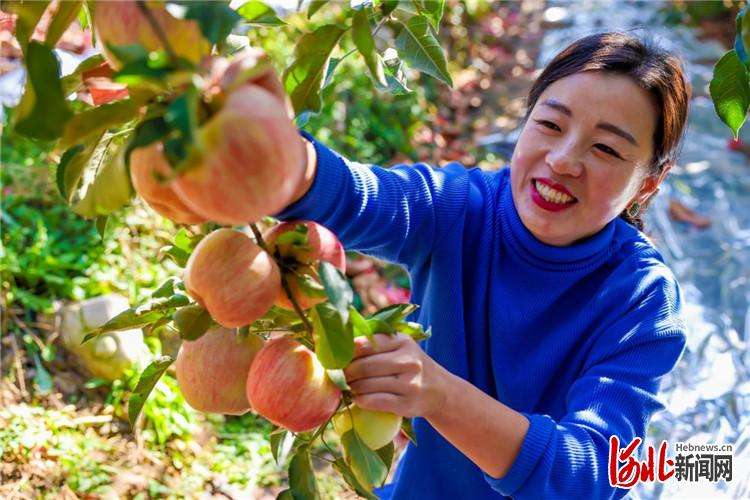 河北迁西：采收苹果