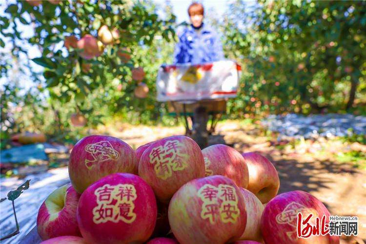 河北迁西：采收苹果