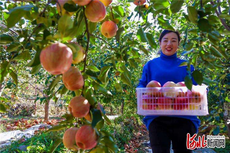 河北迁西：采收苹果
