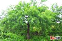 千年古树正风华！河北邢台信都区“最美酸枣古树”等你来投票