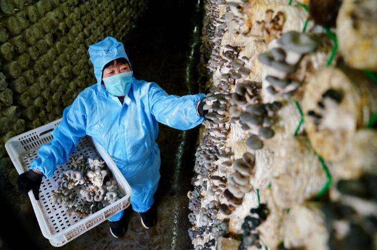 河北威县：工厂化食用菌培育助增收