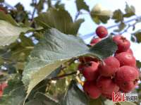 河北清河：以“果”为媒  山楂树变身“摇钱树”
