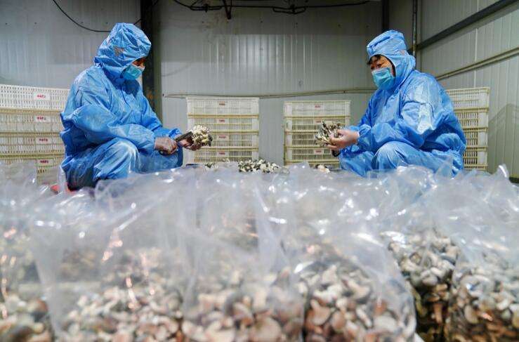 河北威县：工厂化食用菌培育助增收