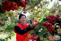 河北清河：火红山楂迎丰收