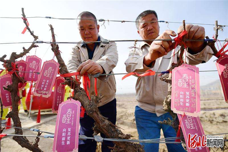 河北怀来：葡萄园里农事忙
