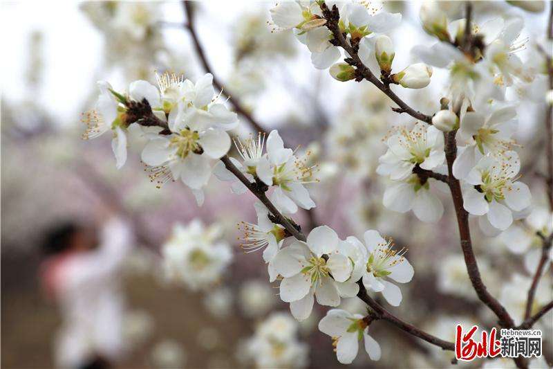 河北张家口：桃花朵朵开