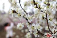 河北张家口：桃花朵朵开