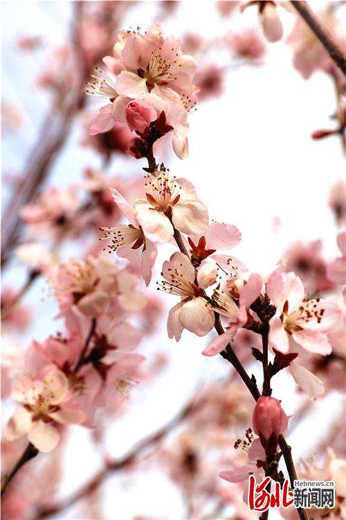 河北张家口：桃花朵朵开