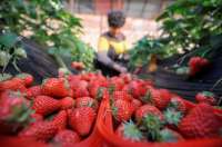 河北承德双滦区：错季果品助农增收