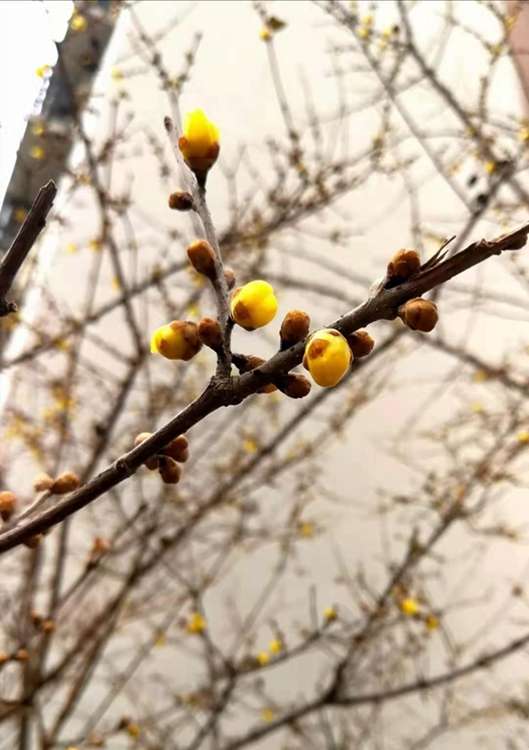 ​秦皇岛：腊梅悄悄 最美赏花季正跑步赶来