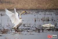 河北怀来：湿地公园迎来带“环志”天鹅