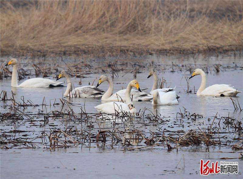 河北怀来：湿地公园迎来带“环志”天鹅