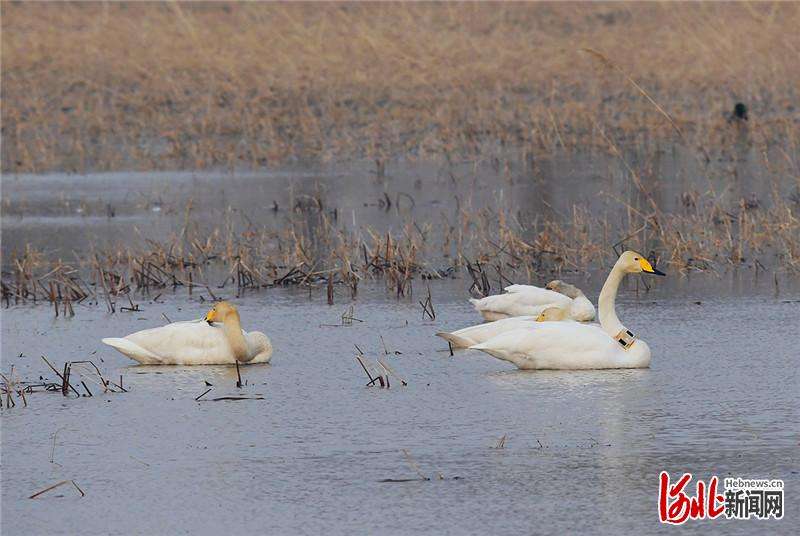 河北怀来：湿地公园迎来带“环志”天鹅
